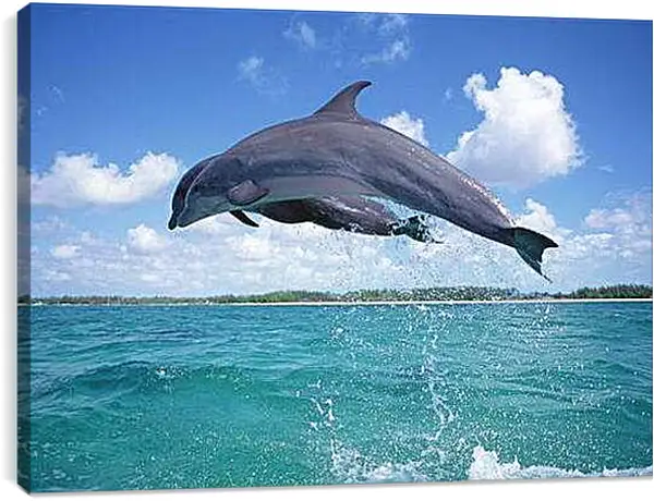 Постер на подрамнике - Дельфины