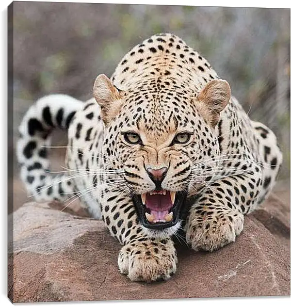 Постер на подрамнике - Леопард