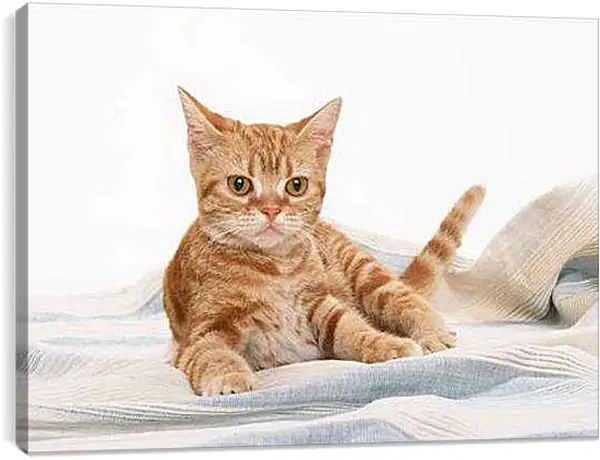 Постер на подрамнике - Рыжий кот