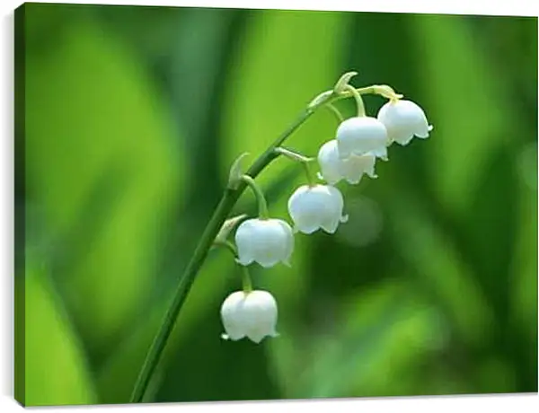 Постер на подрамнике - Ландыши