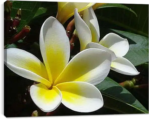 Постер на подрамнике - Плюмерия