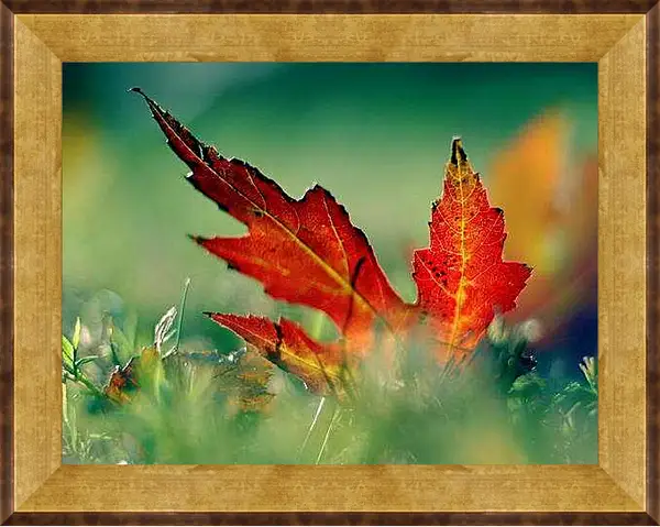 Картина в раме - Осенний кленовый лист
