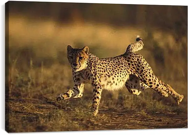 Постер на подрамнике - Гепард