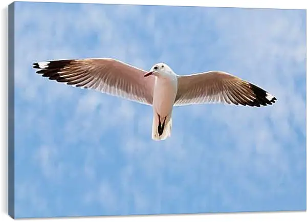 Постер на подрамнике - Чайка