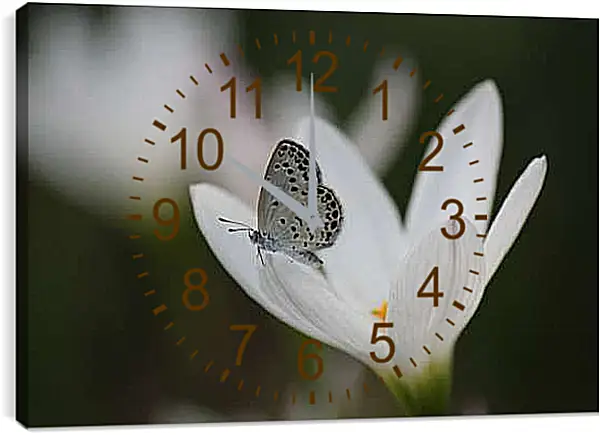Часы картина - Бабочка и белый цветок