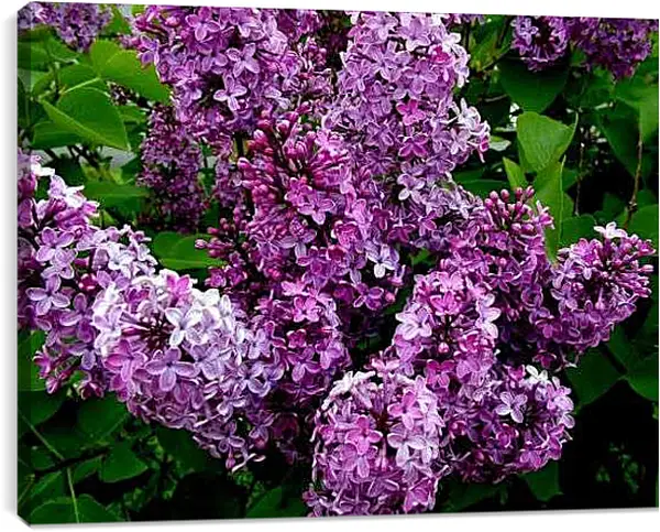 Постер на подрамнике - Ветка сирени