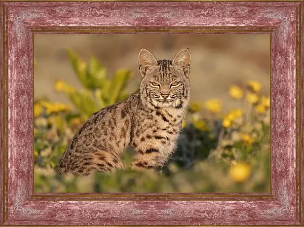 Картина в раме - Рысь