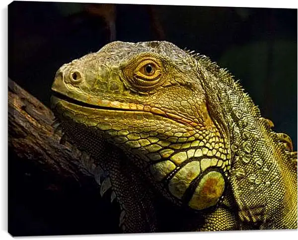 Постер на подрамнике - Ящерица