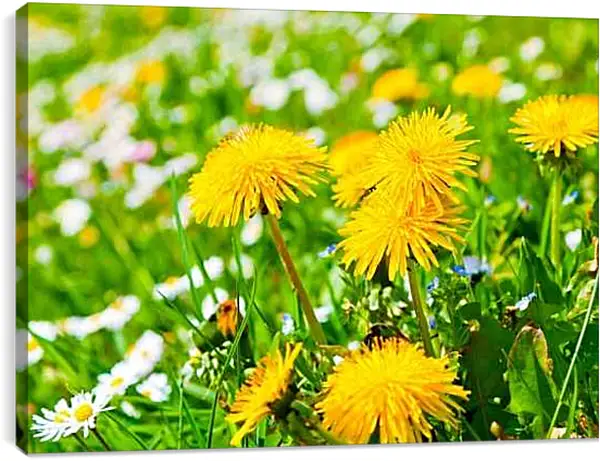 Постер на подрамнике - Поляна одуванчиков