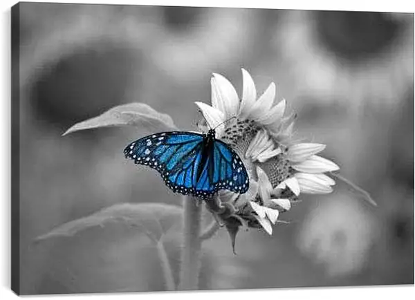 Постер на подрамнике - Бабочка