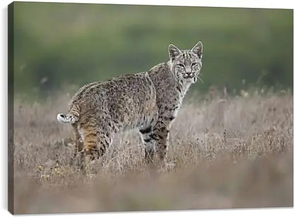 Постер на подрамнике - Рысь