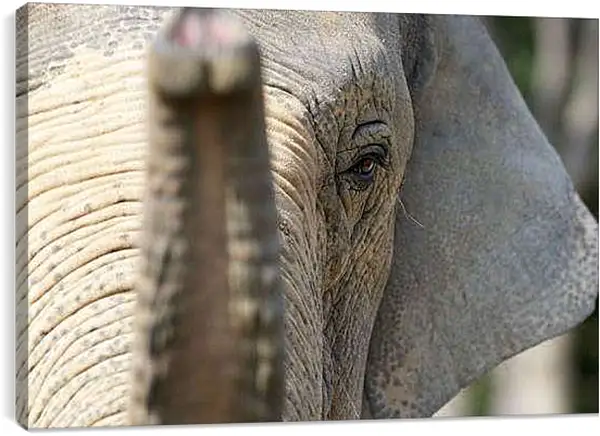 Постер на подрамнике - Слон