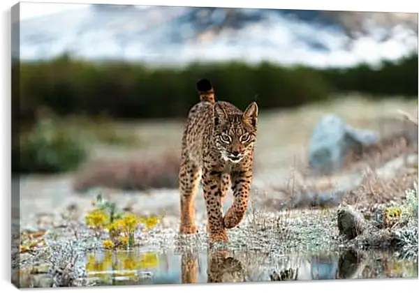 Постер на подрамнике - Рысь