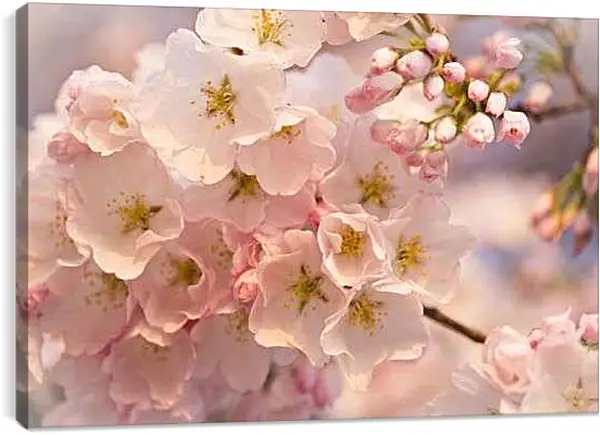 Постер на подрамнике - Цветение сакуры