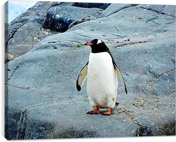 Постер на подрамнике - Пингвин с красным клювом