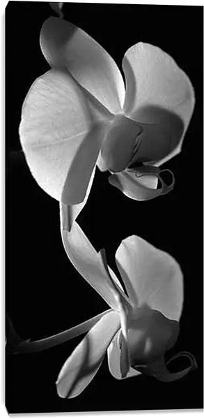 Постер на подрамнике - Орхидеи