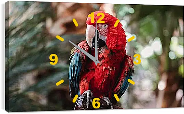 Часы картина - Попугай тропический Ара