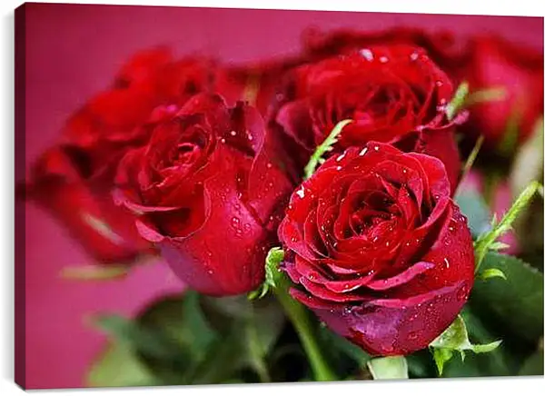 Постер на подрамнике - Красные розы
