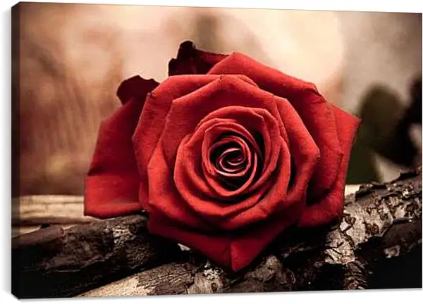 Постер на подрамнике - Роза на дереве