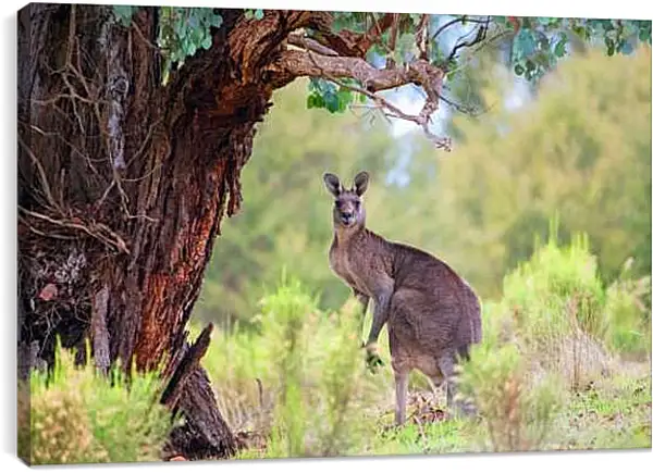 Постер на подрамнике - Кенгуру