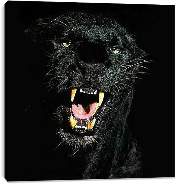 Постер на подрамнике - Взгляд пантеры