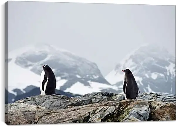 Постер на подрамнике - Пингвины на фоне гор