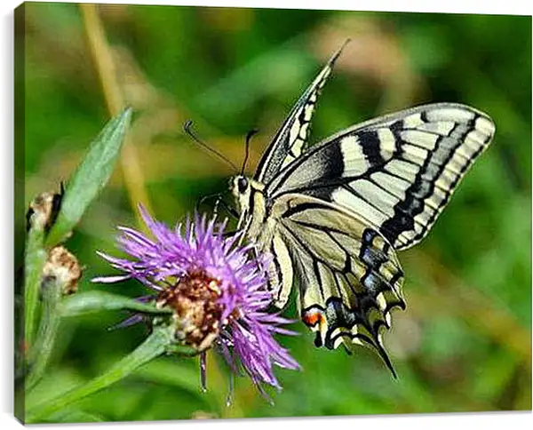 Постер на подрамнике - Negnost - Нежность