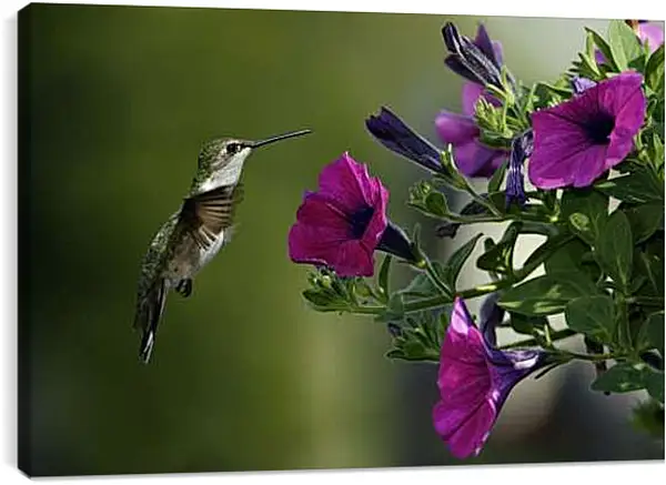 Постер на подрамнике - Колибри