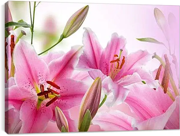 Постер на подрамнике - Розовые лилии