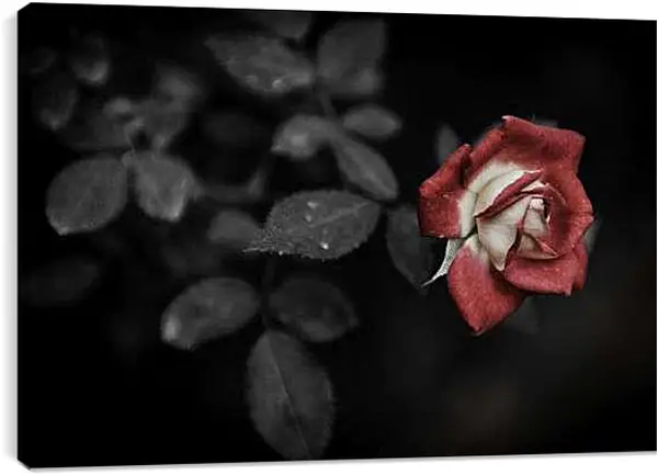 Постер на подрамнике - Роза