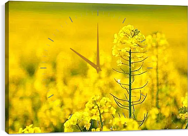 Часы картина - Цветок рапса