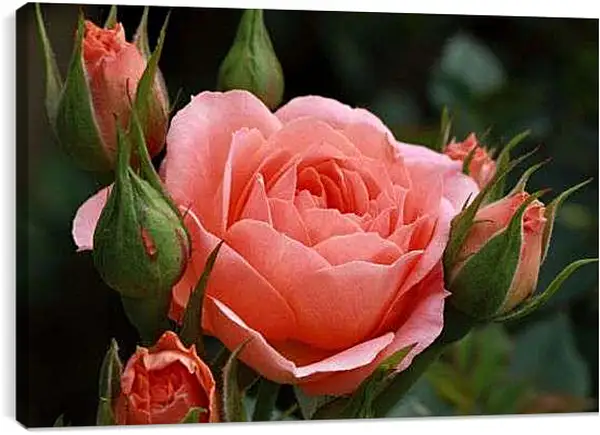 Постер на подрамнике - Розовые бутоны