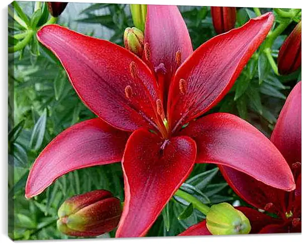 Постер на подрамнике - Красная лилия