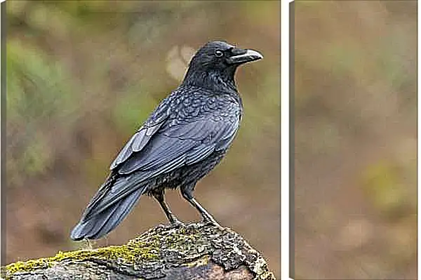 Модульная картина - Чёрный ворон сидит на камне