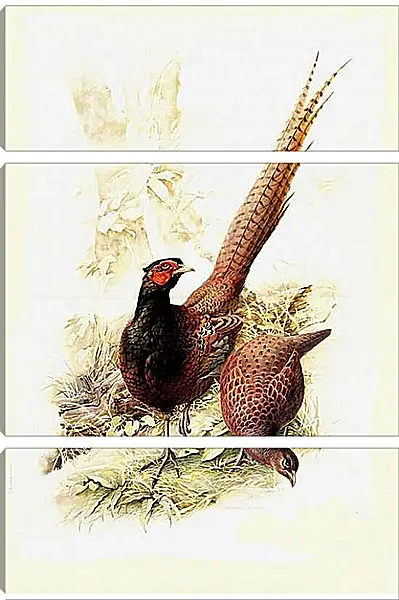 Модульная картина - Пара фазанов