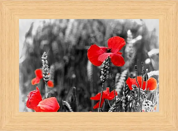 Картина в раме - Маки на черно-белом фоне