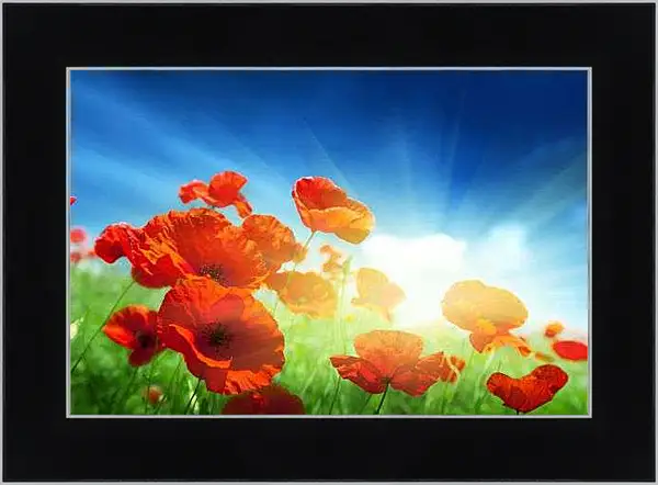 Картина в раме - Маки в лучах восходящего солнца
