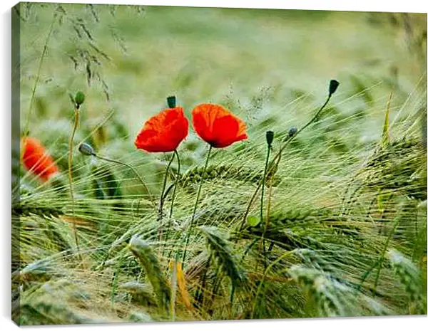 Постер на подрамнике - Два мака