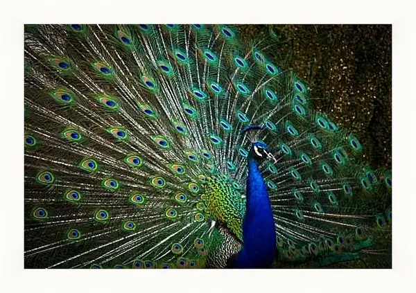 Картина в раме - Павлин с распущенным хвостом