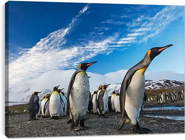 Постер на подрамнике - Толпа пингвинов