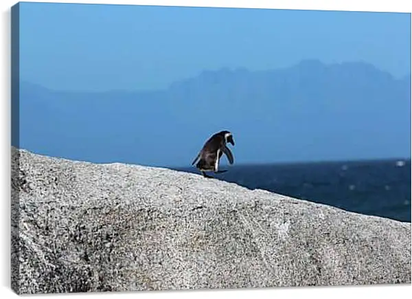 Постер на подрамнике - Пингвин на скале