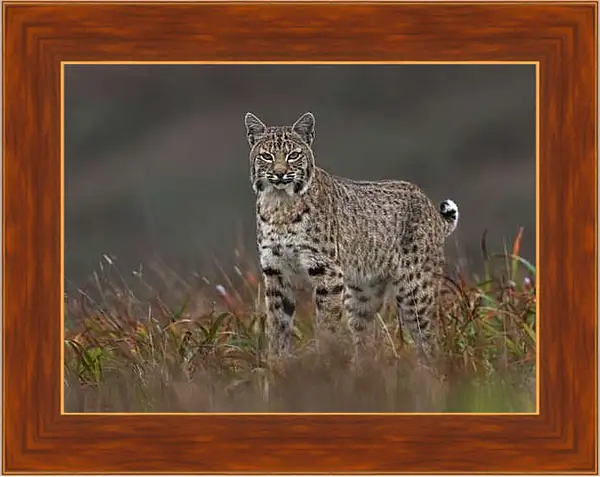 Картина в раме - Рысь