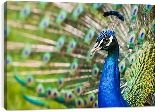 Постер на подрамнике - Павлин с распущенным хвостом