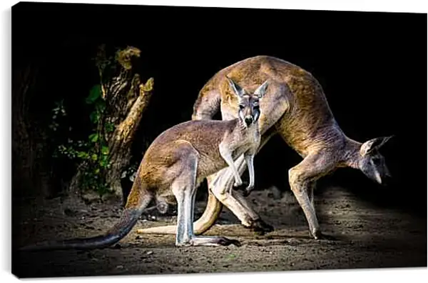 Постер на подрамнике - Кенгуру с детёнышем