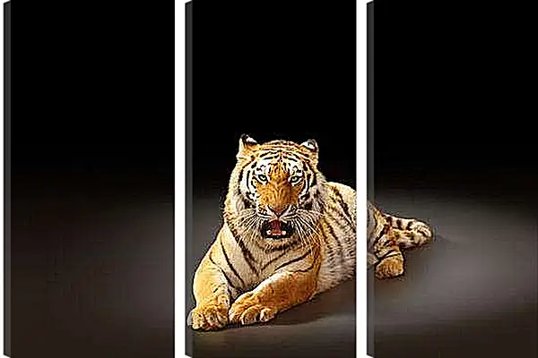 Модульная картина - Бенгальский тигр. Коричневый тигр