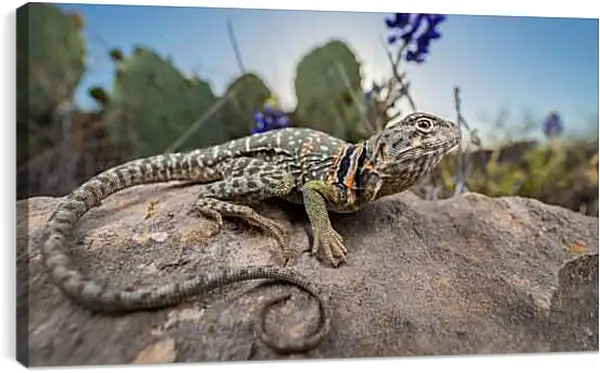 Постер на подрамнике - Рептилии