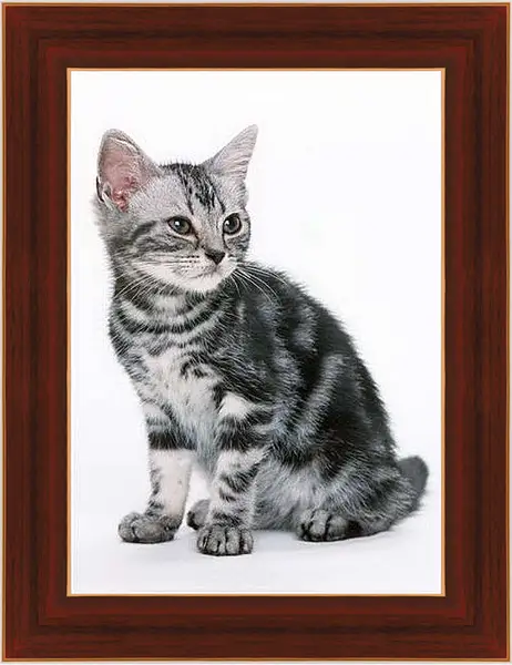 Картина в раме - Котенок