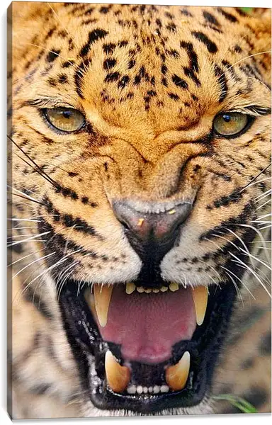 Постер на подрамнике - Леопард