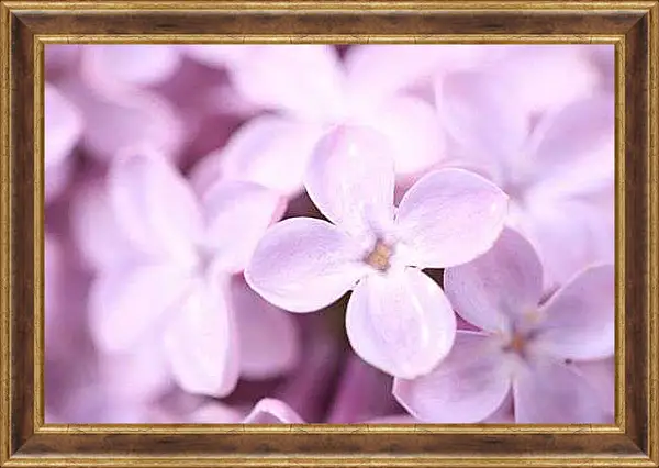 Картина в раме - Лепестки сирени макро