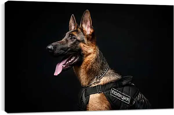 Постер на подрамнике - Овчарка